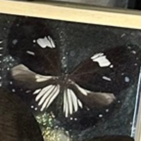 Butterflies in a shadow box - Picture 5 of 5
